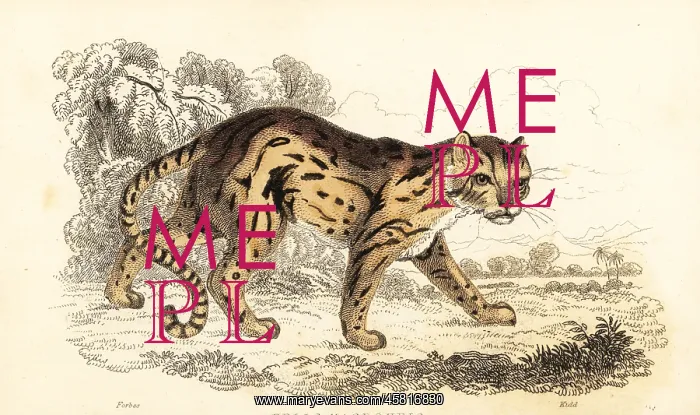 : Margay, Leopardus wiedii : Margay, Leopardus wiedii