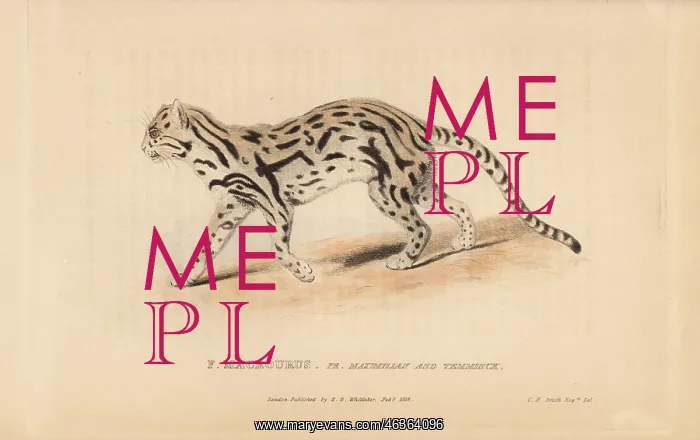 : Margay, Leopardus wiedii : Margay, Leopardus wiedii