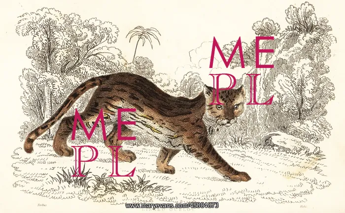 : Margay, Leopardus wiedii catenata : Margay, Leopardus wiedii catenata