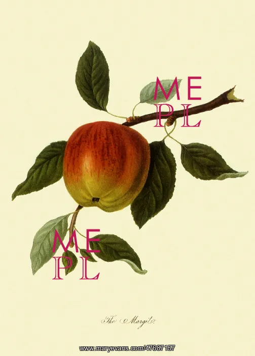 : Margil Apple : Margil Apple