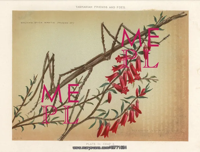 : Margin-winged stick insect and red epacris : Margin-winged stick insect and red epacris