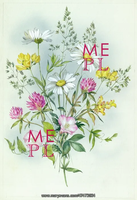 : Marguerite daisies and other assorted flowers : Marguerite daisies and other assorted flowers