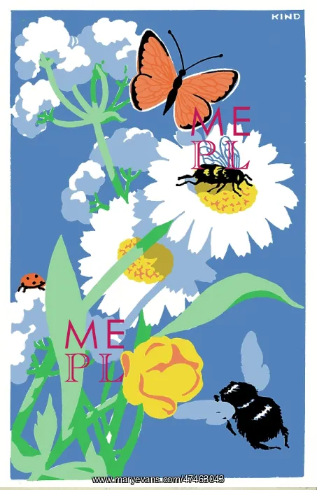 : Marguerite Daisies with insects : Marguerite Daisies with insects