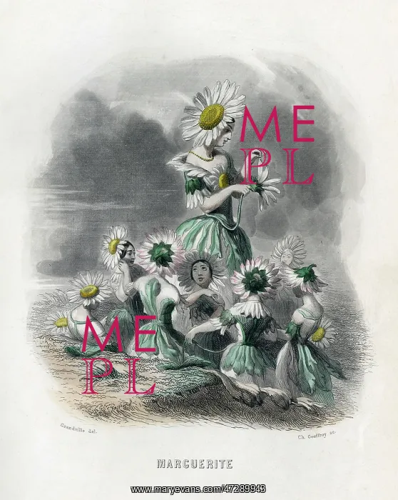: Marguerite (Daisy) : Marguerite (Daisy)