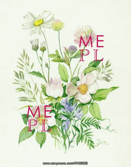  : Marguerites, wild roses etc