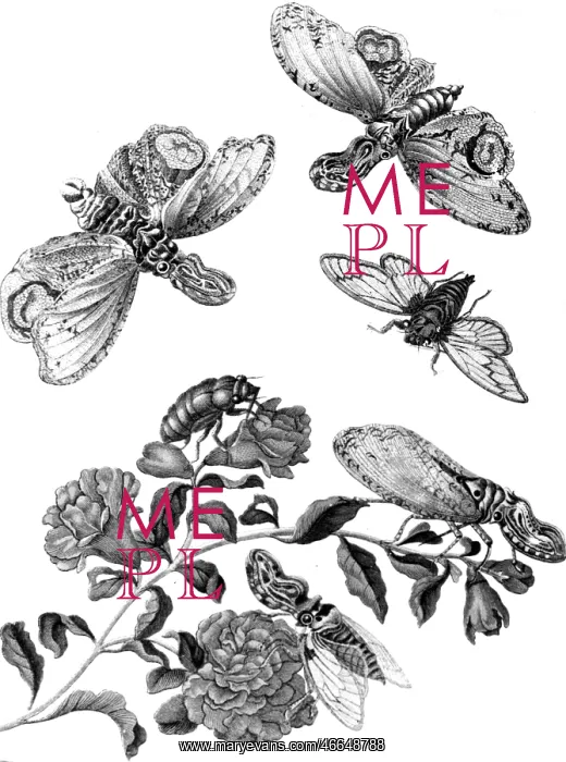 : Maria Sybilla Merian : Maria Sybilla Merian