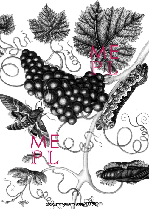 : Maria Sybilla Merian : Maria Sybilla Merian