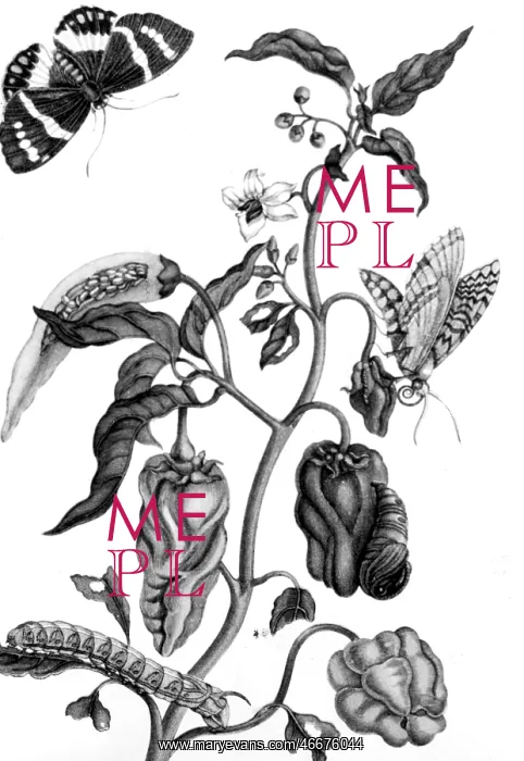 : Maria Sybilla Merian : Maria Sybilla Merian