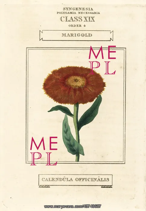 : Marigold, Calendula officinalis : Marigold, Calendula officinalis