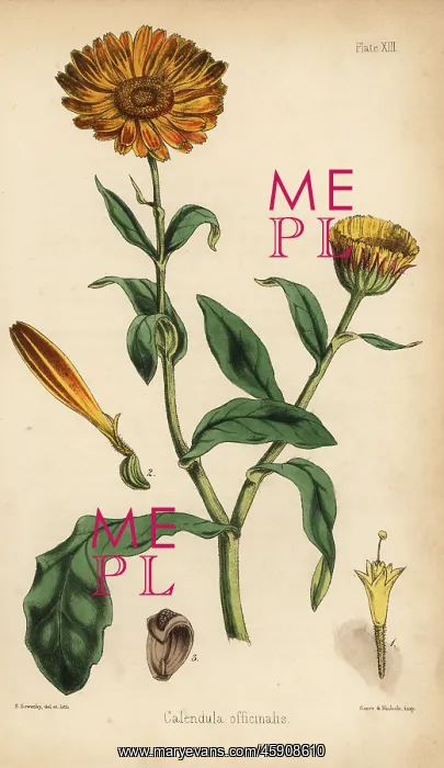 : Marigold, Calendula officinalis : Marigold, Calendula officinalis