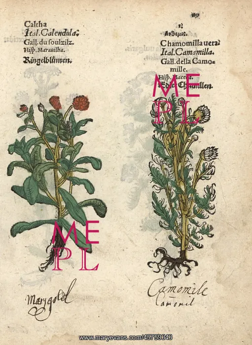 : Marigold, Calendula officinalis, and true : Marigold, Calendula officinalis, and true
