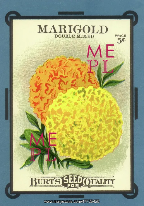  : Marigold Seed Packet
