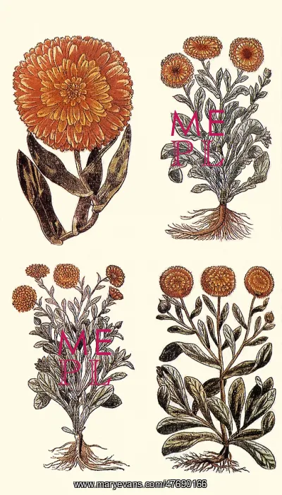 : Marigolds : Marigolds