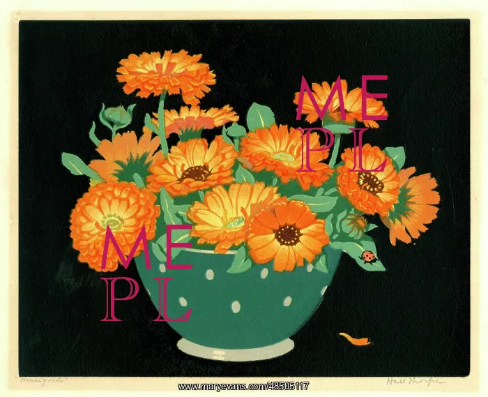  : Marigolds by Hall Thorpe