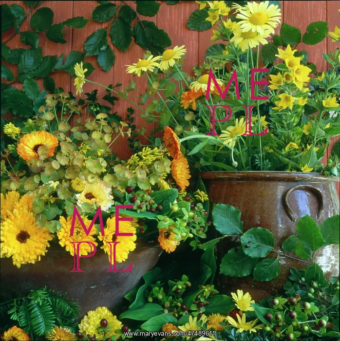  : Marigolds, Helenium and Loosestrife