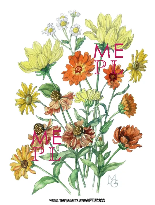  : Marigolds, heleniums, feverfew