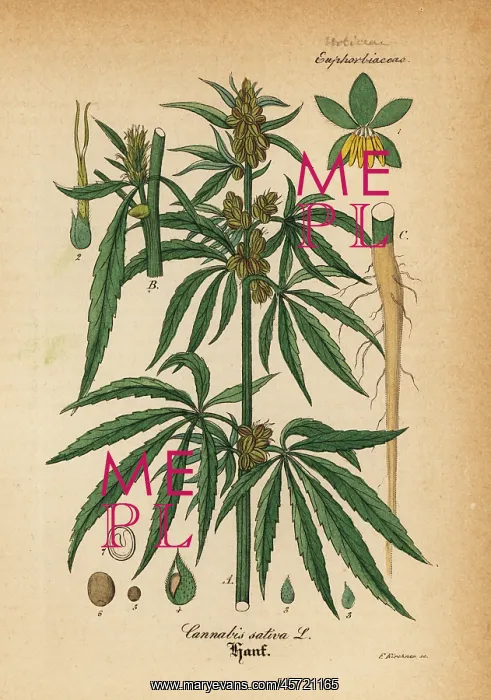 : Marijuana or cannabis, Cannabis sativa : Marijuana or cannabis, Cannabis sativa