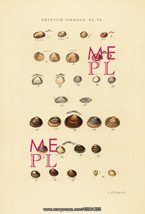 : Marine bivalves, Kelliadae, and freshwater shells : Marine bivalves, Kelliadae, and freshwater shells