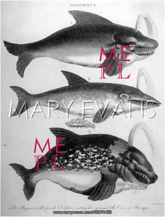: MARINE LIFE / DOLPHINS : MARINE LIFE / DOLPHINS