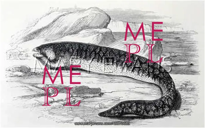  : MARINE LIFE / FISH / MURAENA