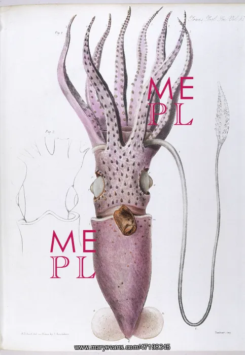  : MARINE LIFE / SQUID