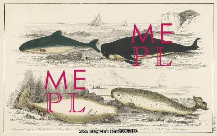  : MARINE LIFE / WHALES