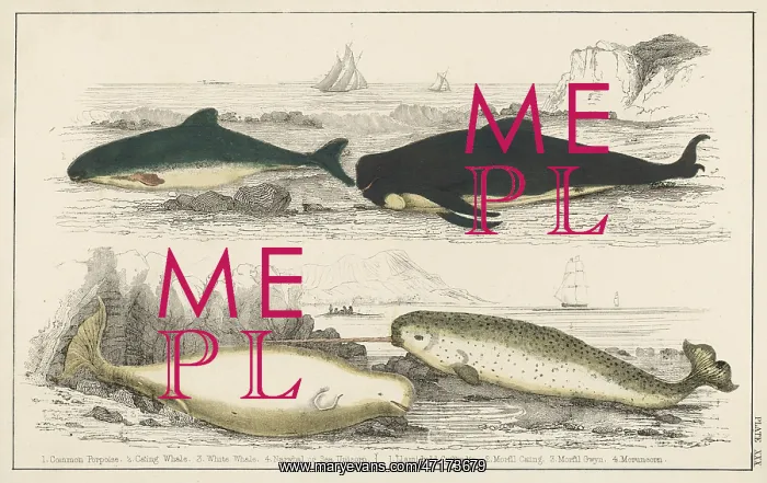 : MARINE LIFE / WHALES : MARINE LIFE / WHALES