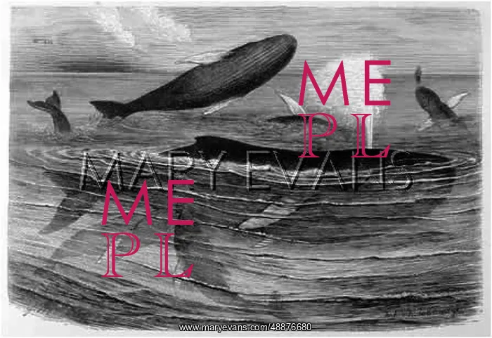  : MARINE LIFE / WHALES