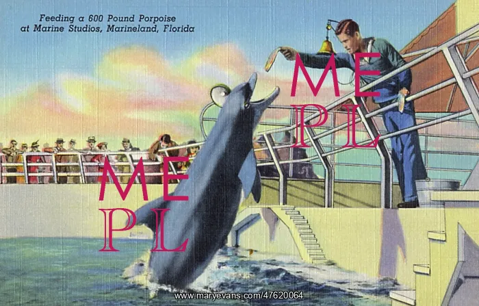 : Marine Studios, Marineland, Florida, USA : Marine Studios, Marineland, Florida, USA