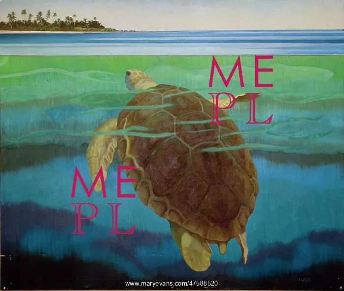 : Marine turtle : Marine turtle