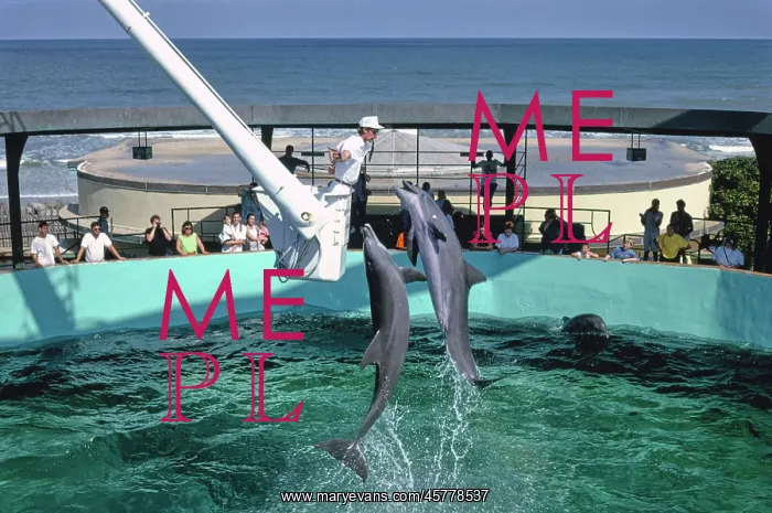 : Marineland, dolphins, Florida, aquarium : Marineland, dolphins, Florida, aquarium