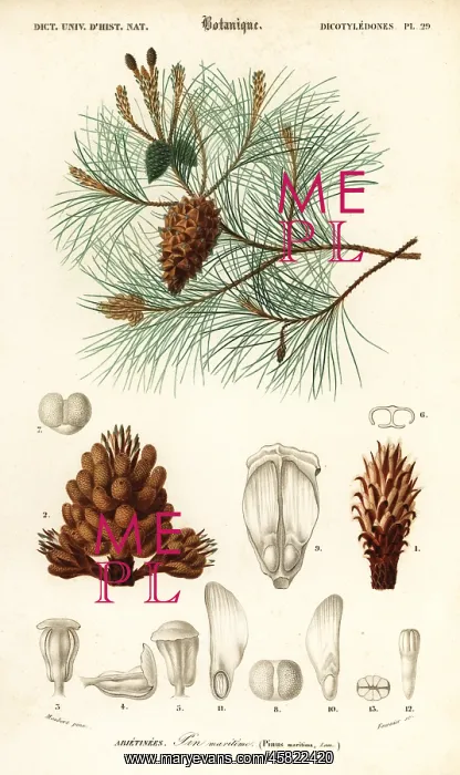: Maritime pine or cluster pine, Pinus pinaster : Maritime pine or cluster pine, Pinus pinaster
