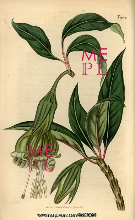 : Markea viridiflora : Markea viridiflora