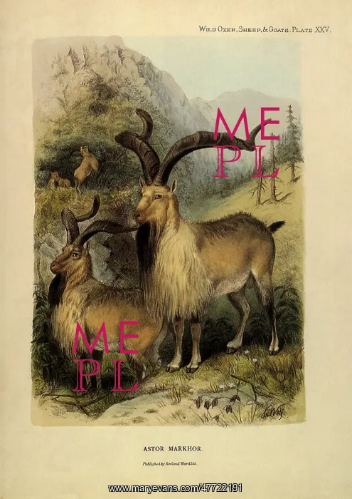  : Markhor, Capra falconeri