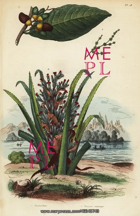 : Marking nut and pinuela fruit : Marking nut and pinuela fruit