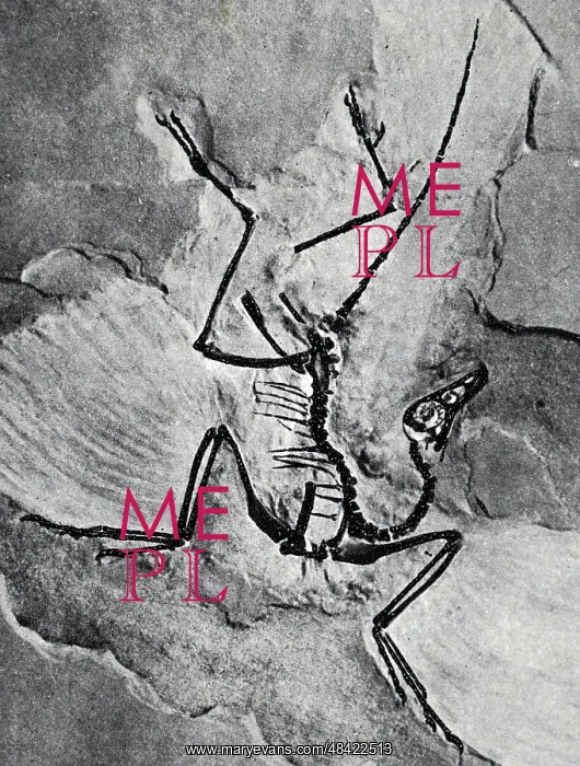 : Markings and fossils in the rocks : Markings and fossils in the rocks