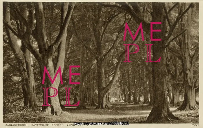  : Marlborough, Wiltshire - Savernake Forest, Long Harry
