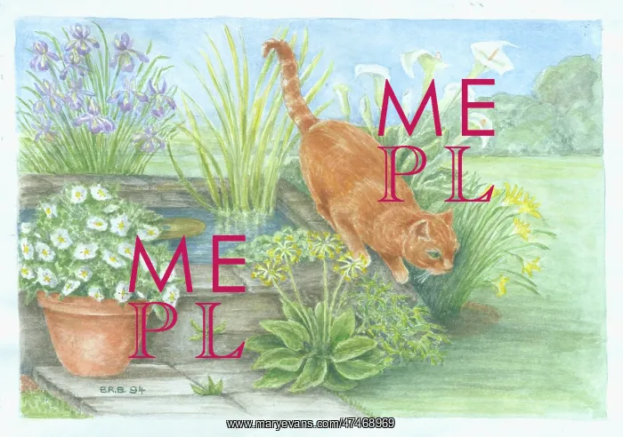  : Marmalade cat in garden by a pool