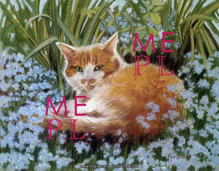  : Marmalade cat lying amongst forget-me-nots