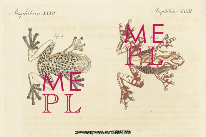 : Marmorea frog, Dendropsophus marmoratus : Marmorea frog, Dendropsophus marmoratus