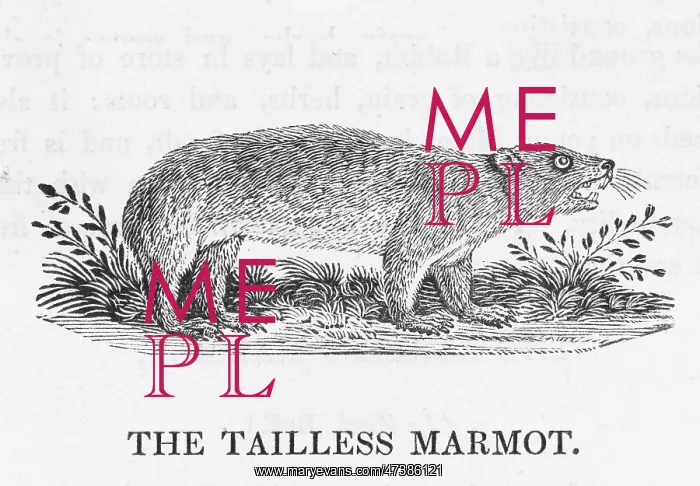 : MARMOT (BEWICK) - 2 : MARMOT (BEWICK) - 2