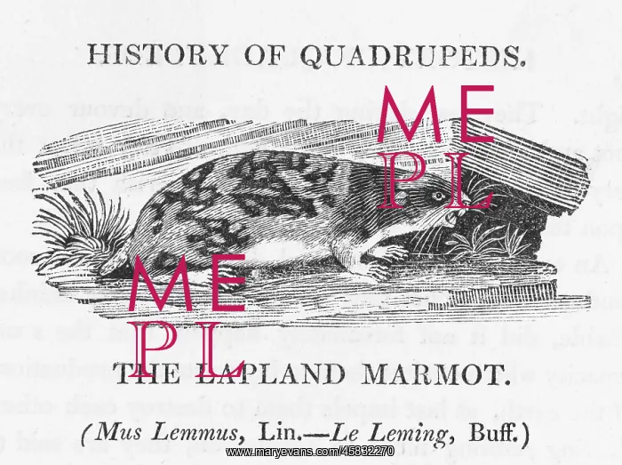 : MARMOT (BEWICK) - 3 : MARMOT (BEWICK) - 3