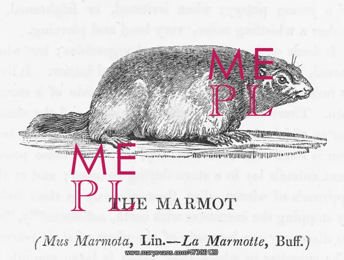 : MARMOT (BEWICK) : MARMOT (BEWICK)