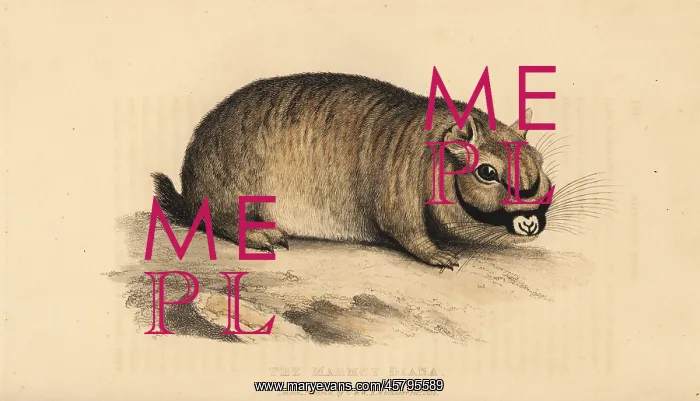 : Marmot diana : Marmot diana