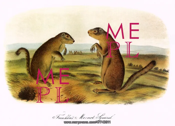 : Marmot Squirrels : Marmot Squirrels