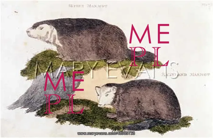 : MARMOTS. Alpine Marmot (above) and Maryland Marmot (below) : MARMOTS. Alpine Marmot (above) and Maryland Marmot (below)