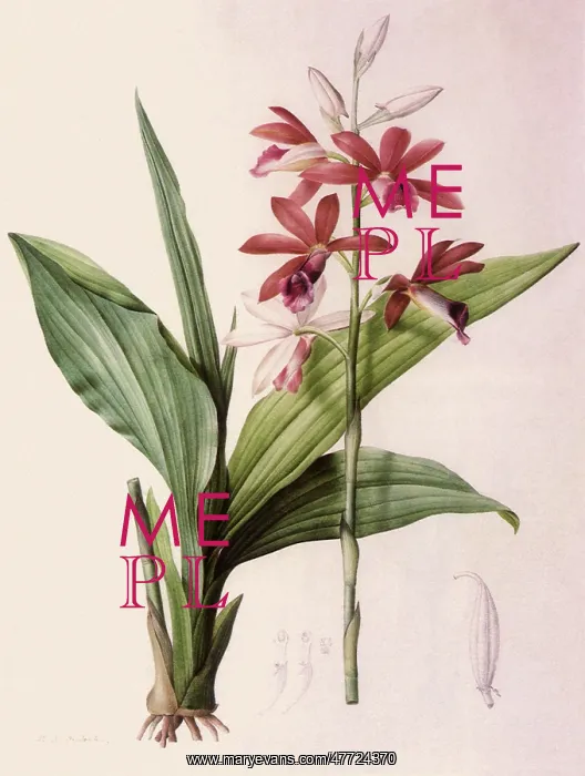 : Maroon and White Orchid : Maroon and White Orchid