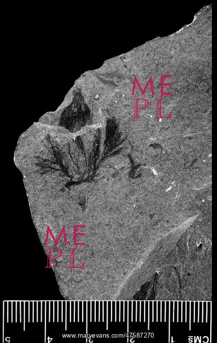 : Marpolia spissa, fossilised algae : Marpolia spissa, fossilised algae