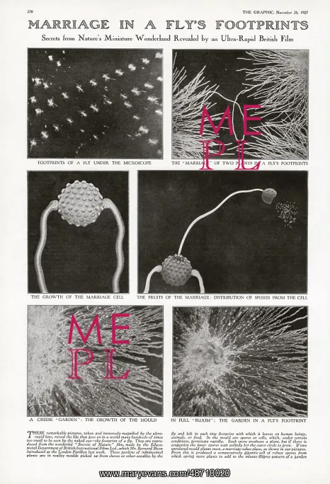 : Marriage in a Fly's Footprint : Marriage in a Fly's Footprint