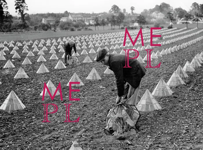 : Marrow farming : Marrow farming